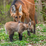 Vítání do smečky: brněnská zoo představí návštěvníkům letošní mláďata